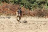 MALINOIS 124